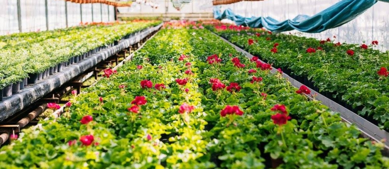 Еврис – качествени български цветя и подправки